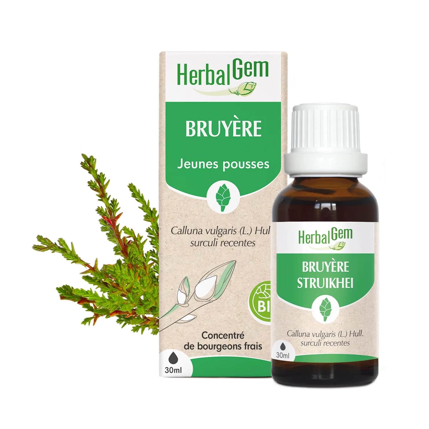 Macérat Bruyère BIO 30ml