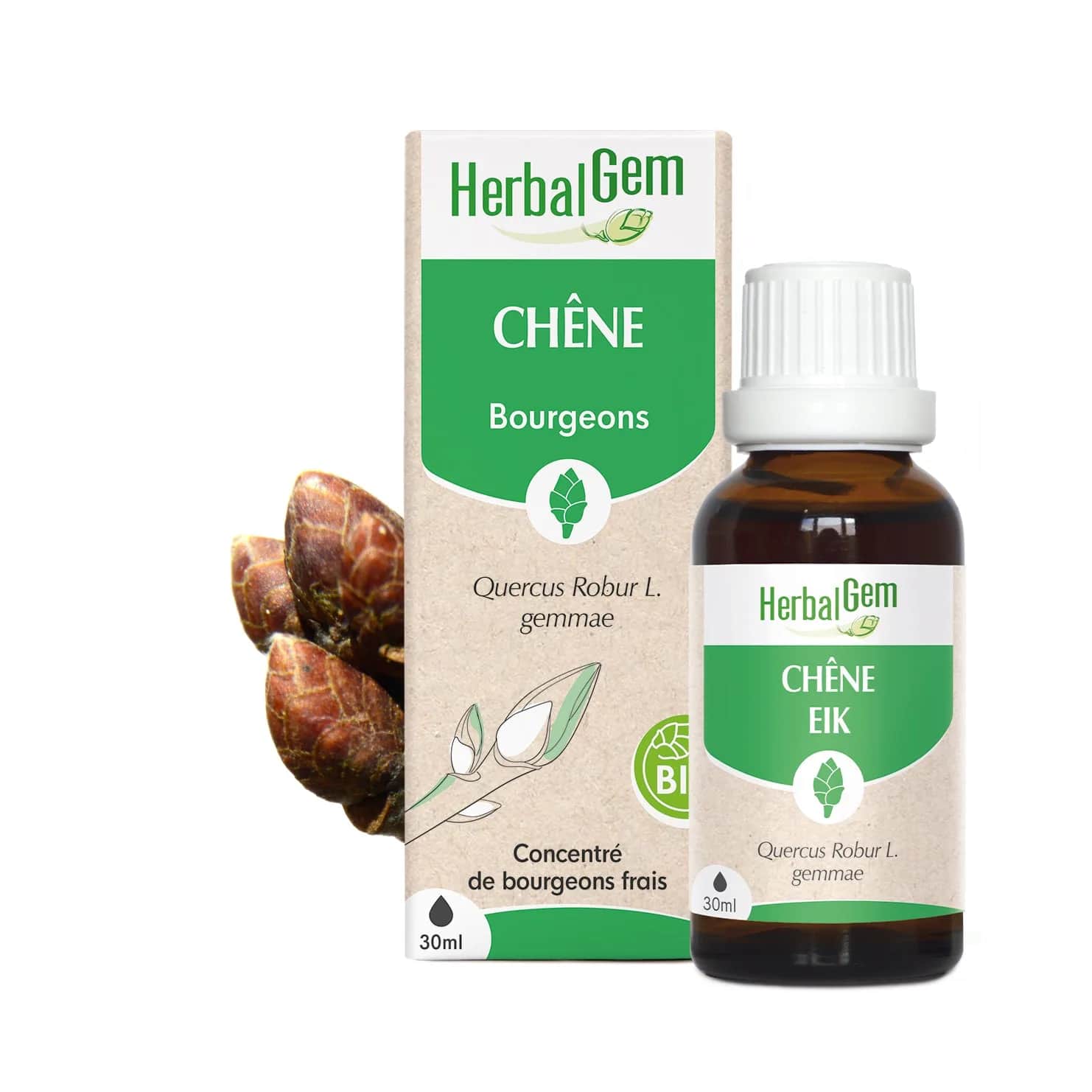 Macérat Chêne BIO 30ml