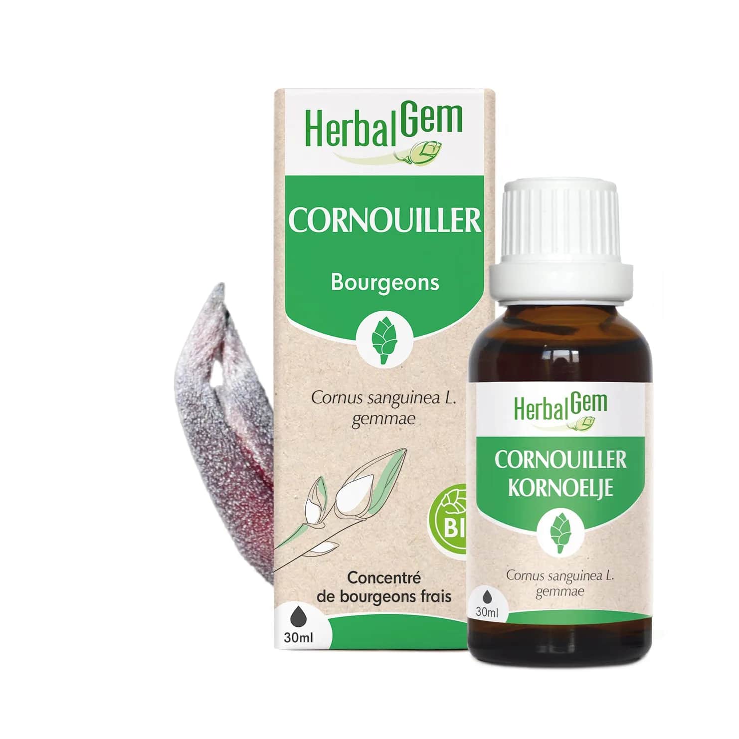 Macérat Cornouiller BIO 30ml