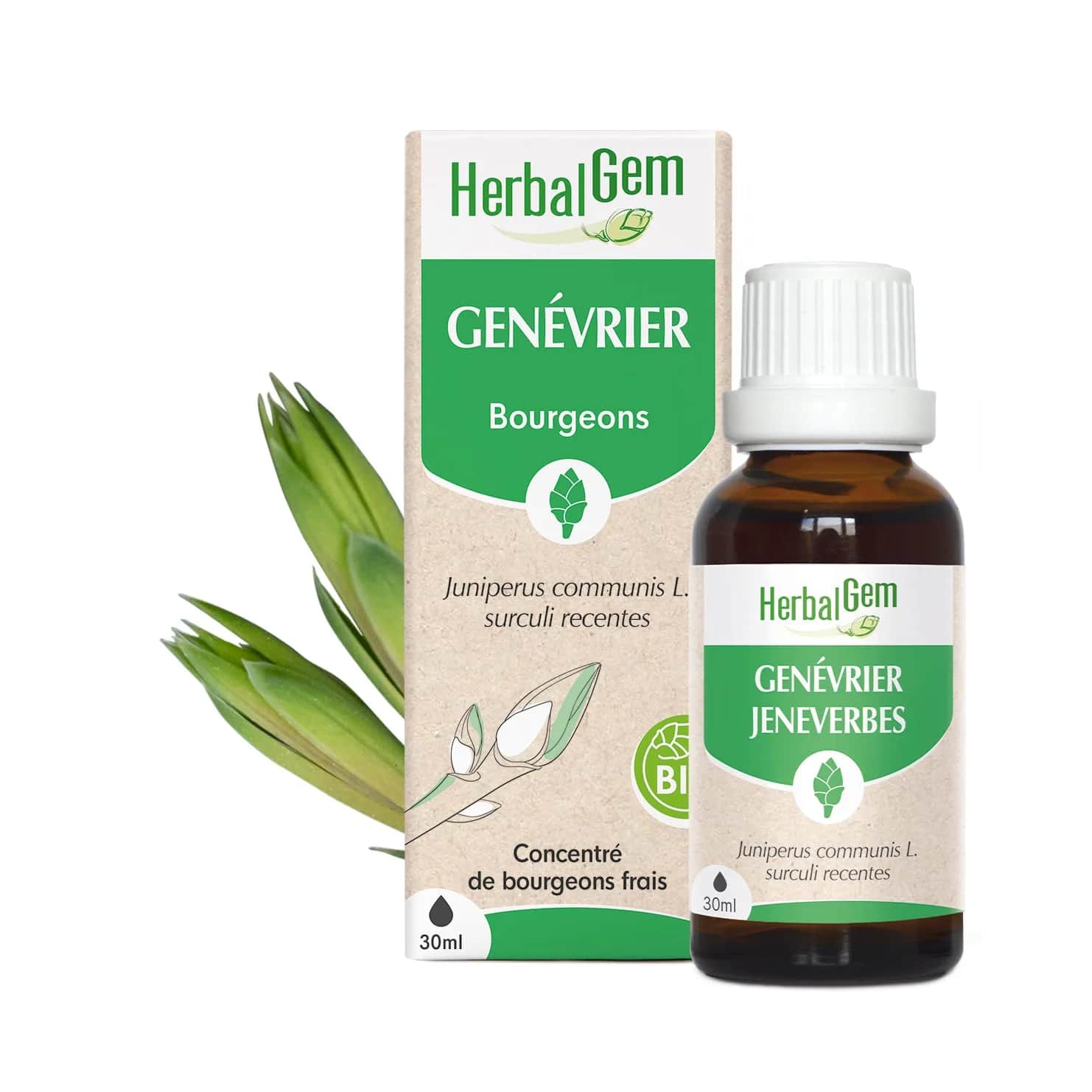 Macérat Genévrier BIO 30ml