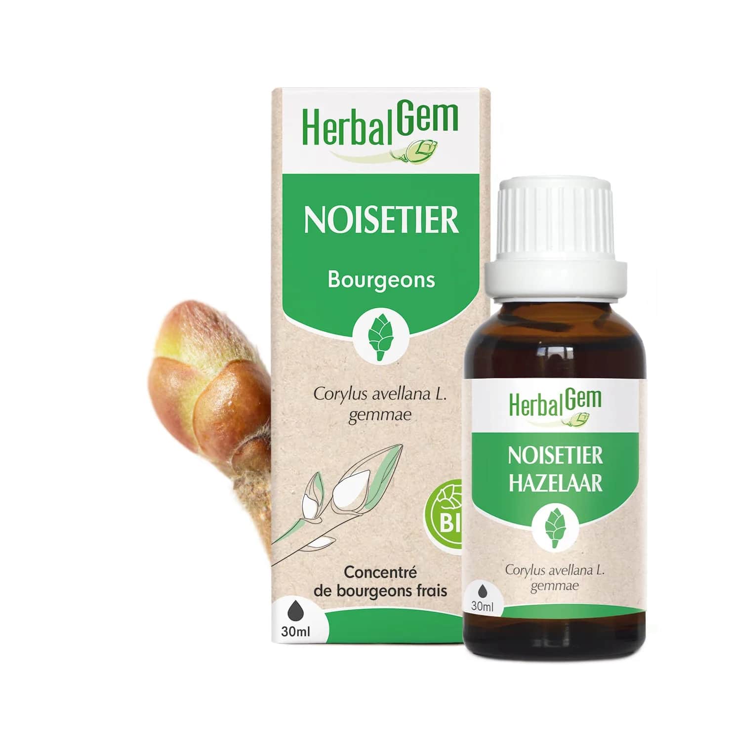 Macérat Noisetier BIO 30ml