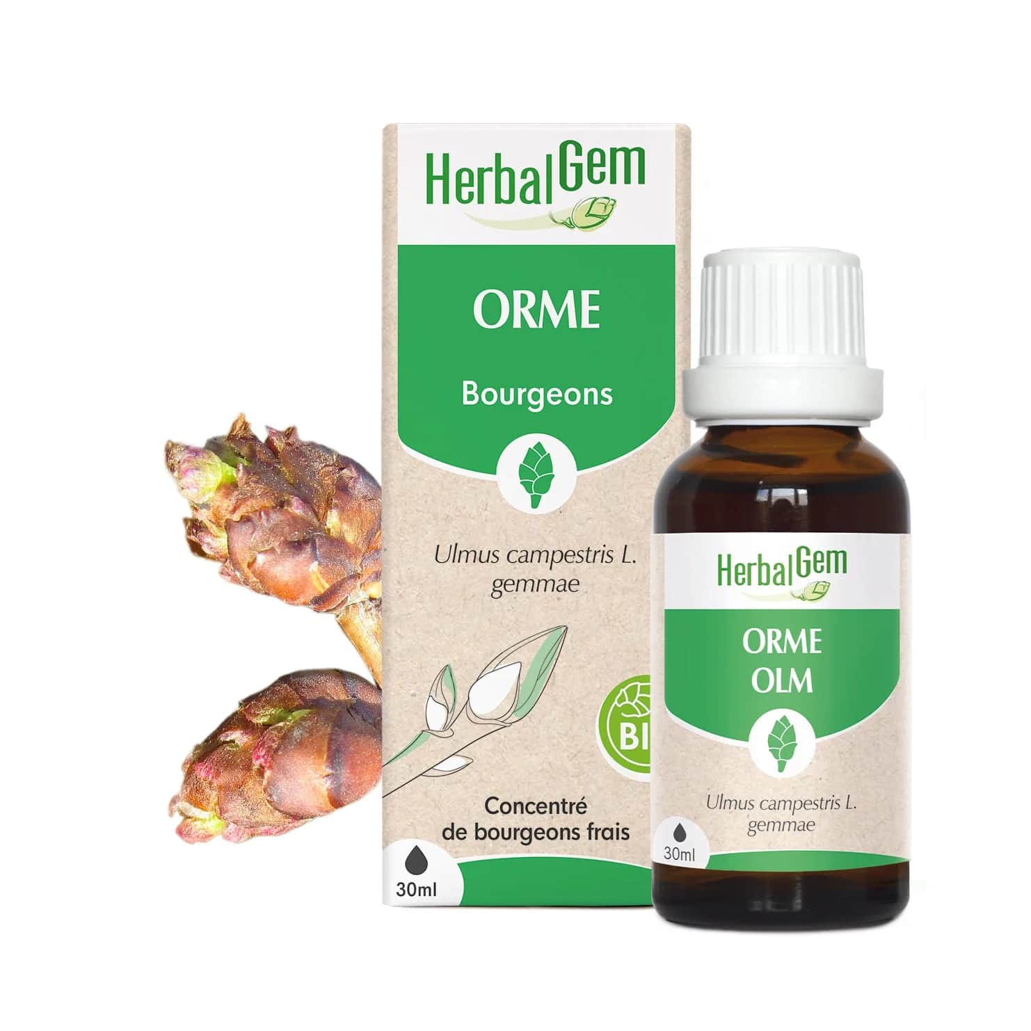 Macérat Orme BIO 30ml