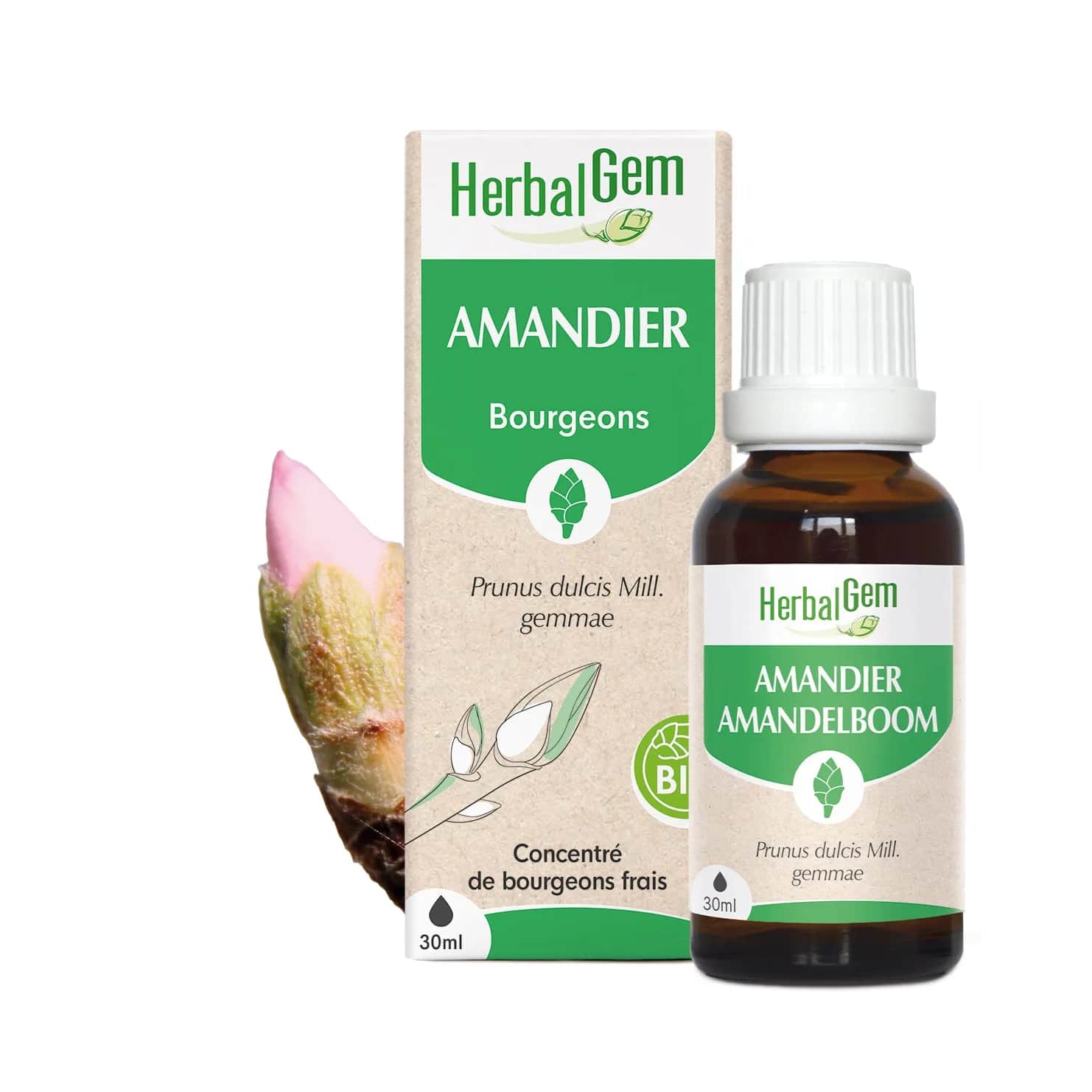 Macérat Amandier BIO 30ml