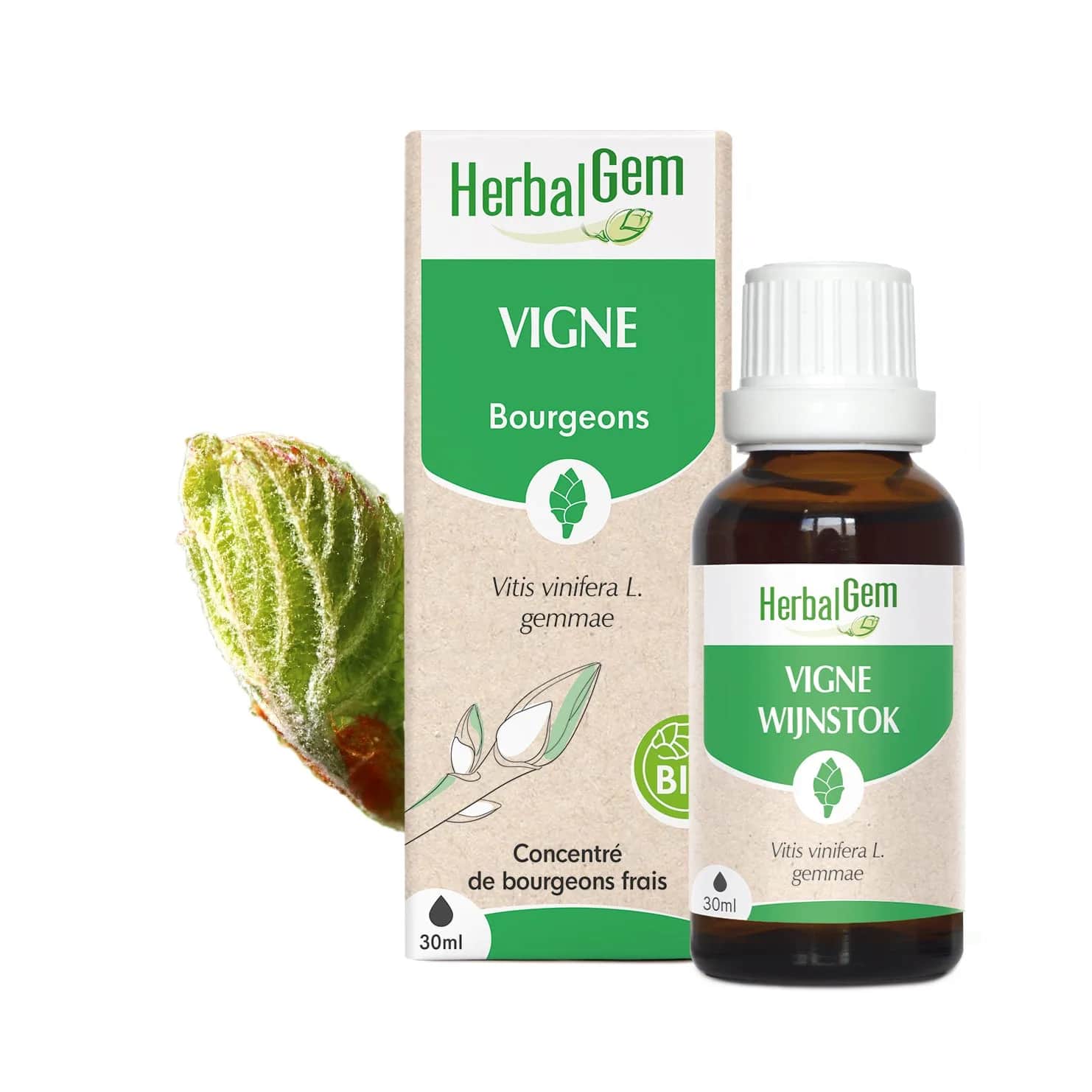 Macérat Vigne BIO 30ml