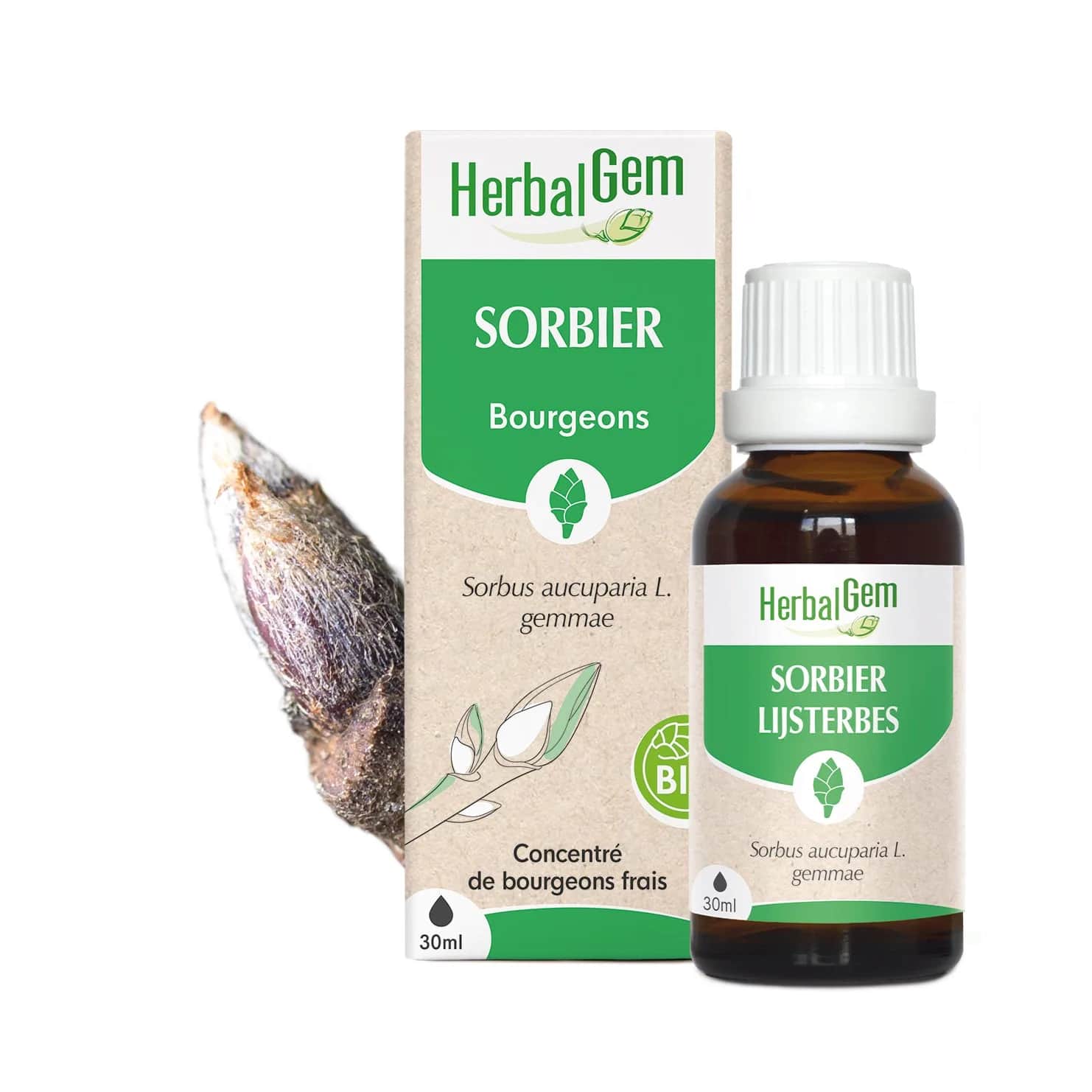 Macérat Sorbier BIO 15ml